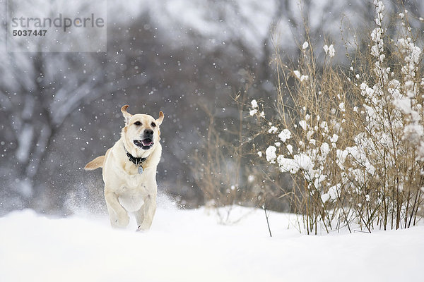 Yellow Labrador Retriever Hund im Schnee  Winnipeg  Manitoba  Kanada
