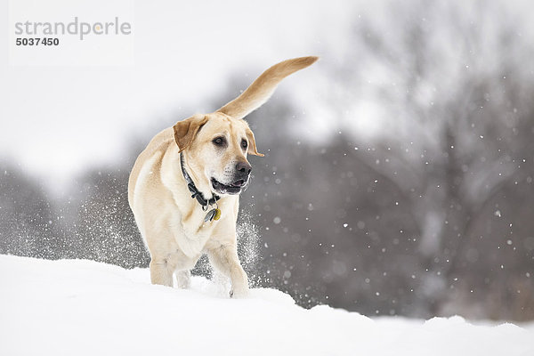 Yellow Labrador Retriever Hund spielen im Schnee  Winnipeg  Manitoba  Kanada
