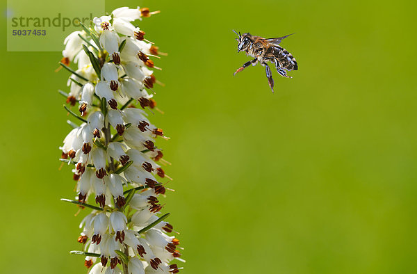 Biene fliegt zur Blüte