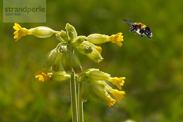 Biene fliegt zur Blüte