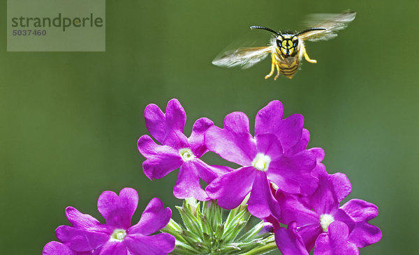 Biene fliegt zur Blüte