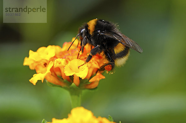 Biene fliegt zur Blüte