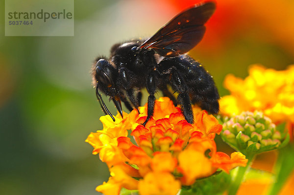 Biene fliegt zur Blüte