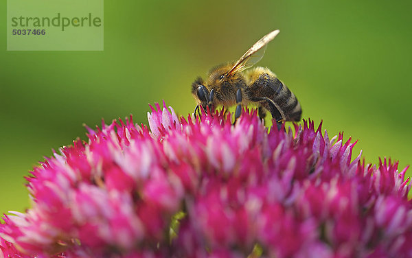 Biene fliegt zur Blüte