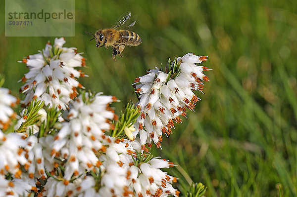 Biene fliegt zur Blüte