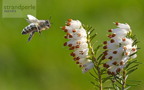 Biene fliegt zur Blüte