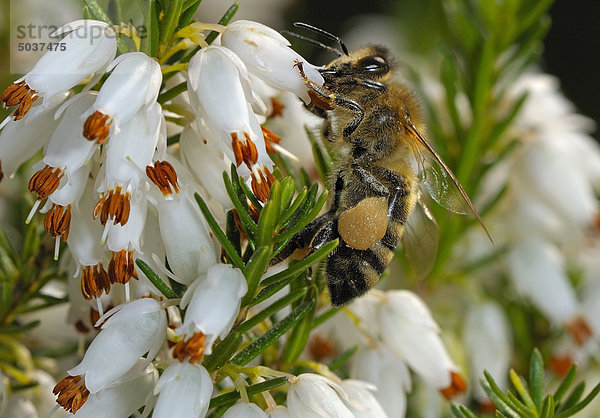 Biene fliegt zur Blüte