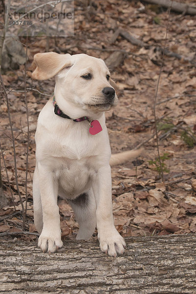 Yellow Labrador Retriever Welpe stehend auf ein Protokoll mit der Wind weht seine Ohren