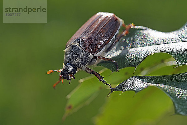 Käfer auf einem Pflanzenblatt
