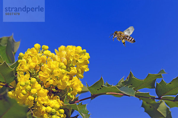 Biene fliegt zur Blüte