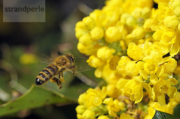 Biene fliegt zur Blüte