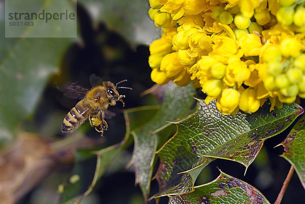 Biene fliegt zur Blüte