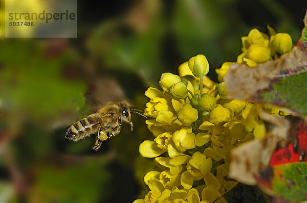 Biene fliegt zur Blüte