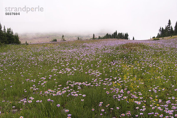 Wildflowers in Feld am Logan Pass  Glacier National Park  Montana  USA