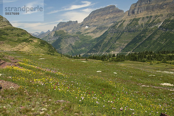 Wildflowers in Feld am Logan Pass  Glacier National Park  Montana  USA