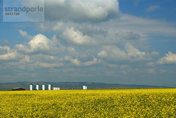 Silos in Raps-Feld