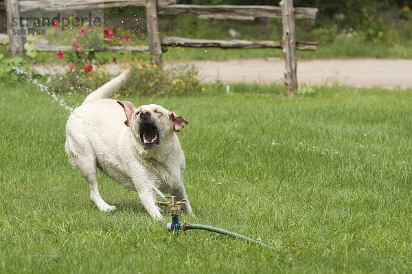 Yellow Labrador Retriever Hund versuchen zu fangen Wasser aus einem Sprinkler  Ontario  Kanada