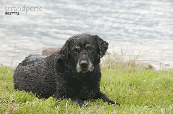 Ältere schwarzen Labrador-Apportierhund am Lake  Ontario  Kanada