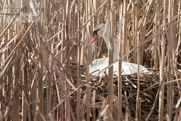 Höckerschwan sitzen auf Nest unter Schilf  Picton  Ontario  Kanada
