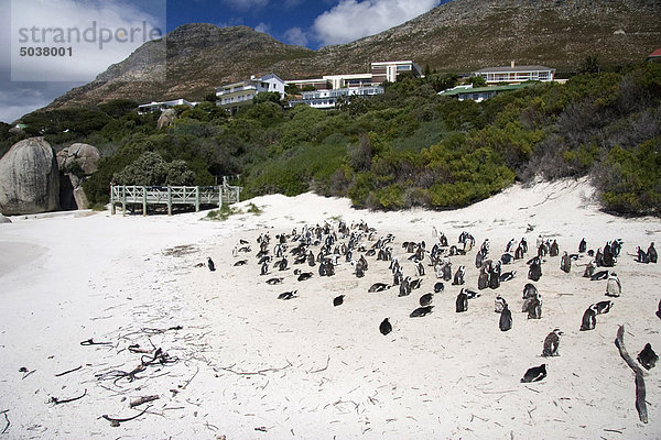 Südliches Afrika Südafrika Kaiserpinguin Aptenodytes forsteri Außenaufnahme Strand Stadt groß großes großer große großen