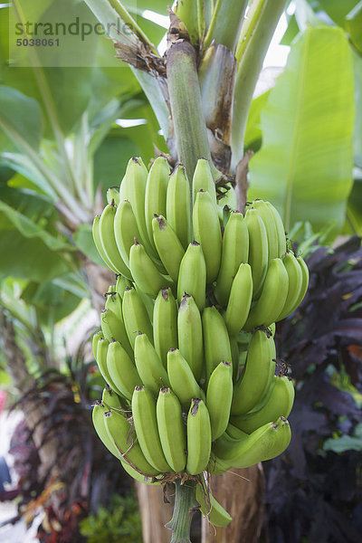 Grüne Bananen auf Baum  Sosua  Dominikanische Republik