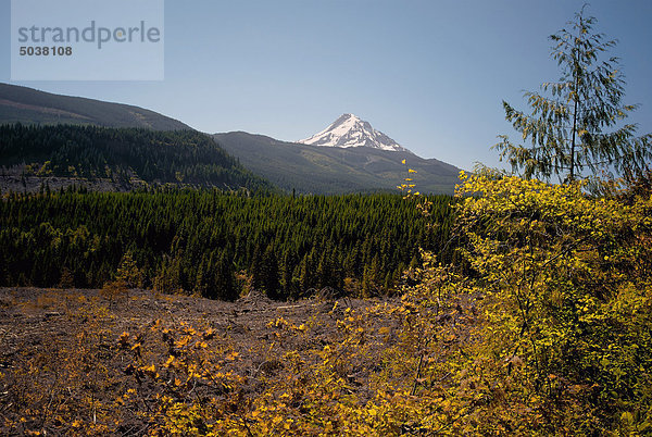 Clearcut  Mount Hood National Forest  Oregon  USA