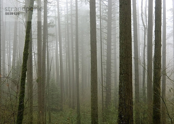 Nadelw? ¤ lder im Nebel  Pacific Crest Trail  Cascade Locks  Oregon  USA