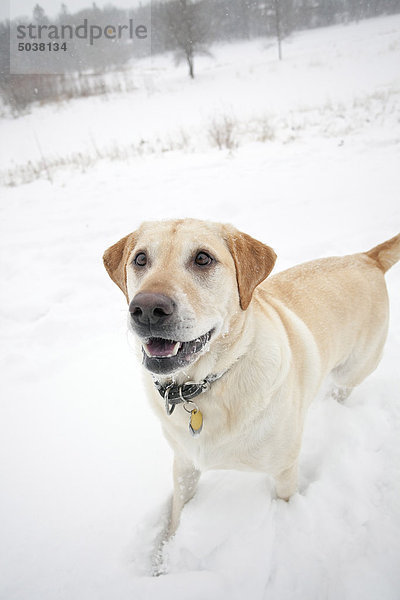Happy männlich yellow Labrador Retriever Hund  spielen im Schnee  Winnipeg  Manitoba  Kanada