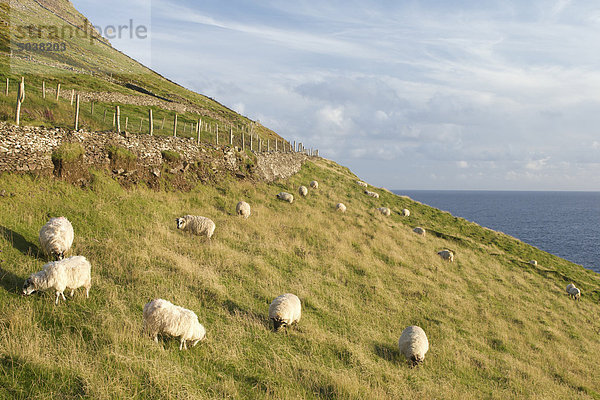 Grasende Schafe  Slea Head  Dingle-Halbinsel  County Kerry  Irland