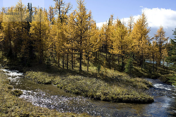 Stream an alpiner Lärchen im Herbst  Sunshine Wiesen  Alberta  Kanada