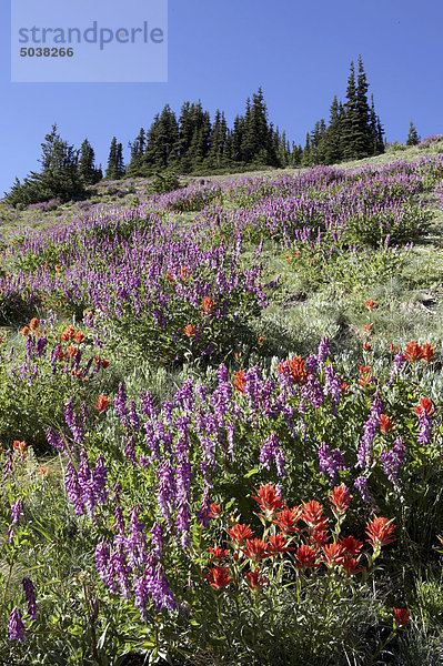Bereich der Wildblumen  Dachs Tal  Olympic National Park  Washington  USA