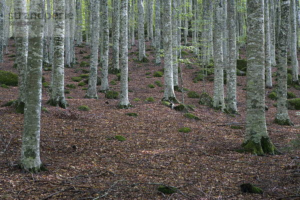 Buchenwald  Monte Amiata  Toskana  Italien