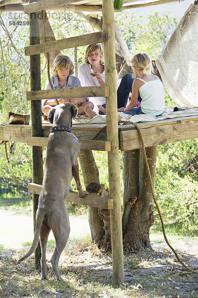 Kinder beim Spielen im Baumhaus und ein Hund  der sich auf eine Leiter lehnt