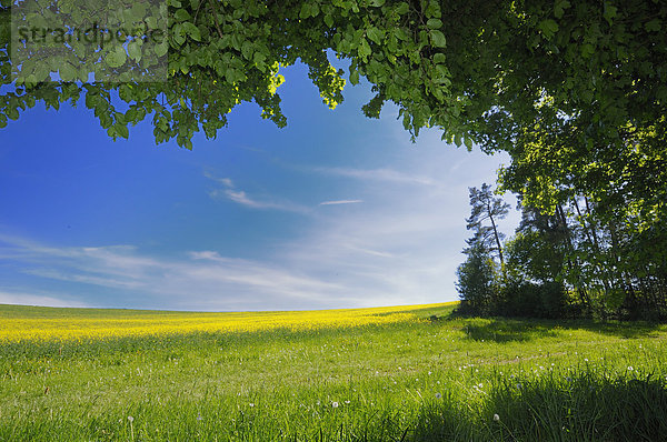 Landschaft mit Rapsfeld