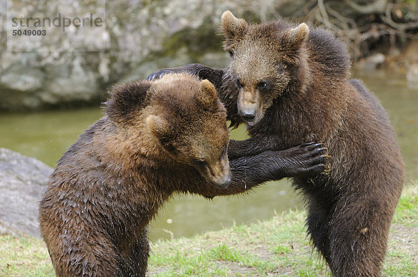 Junge Braunbären (Ursus arctos) im Nationalpark Bayerischer Wald  Deutschland