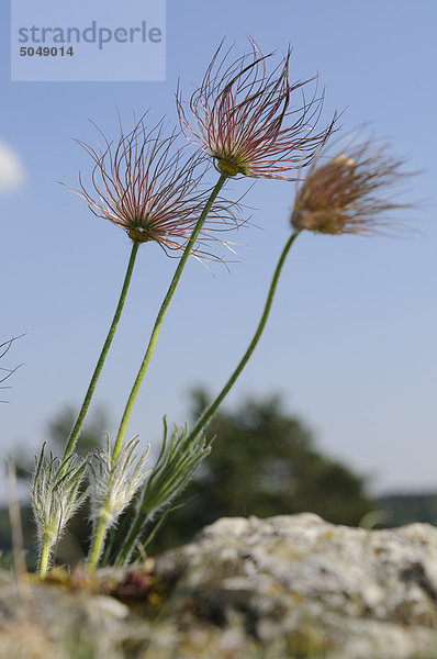 Gewöhnliche Kuhschelle (Pulsatilla vulgaris)  Bayern  Deutschland