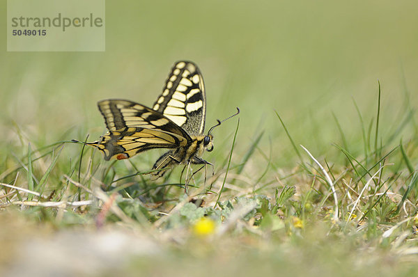 Schwalbenschwanz (Papilio machaon) im Gras  Bayern  Deutschland