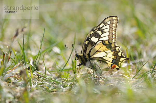 Schwalbenschwanz (Papilio machaon) im Gras  Bayern  Deutschland