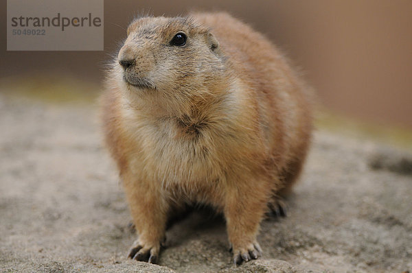 Schwarzschwanz-Präriehund (Cynomys ludovicianus)