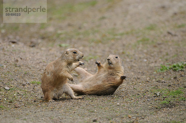 Zwei Schwarzschwanz-Präriehunde (Cynomys ludovicianus)