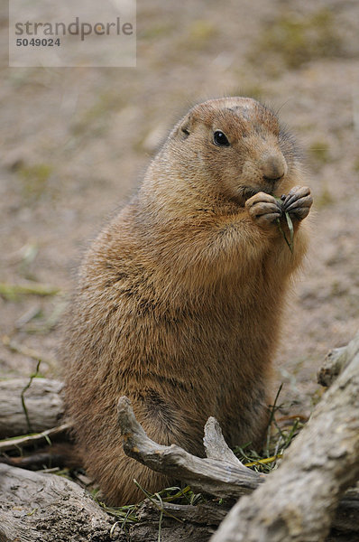 Schwarzschwanz-Präriehund (Cynomys ludovicianus)