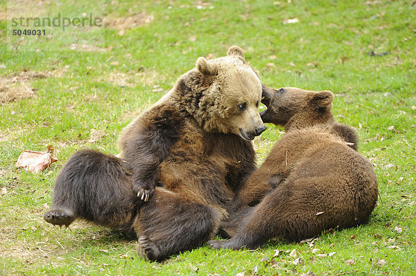 Braunbären (Ursus arctos) im Nationalpark Bayerischer Wald  Deutschland