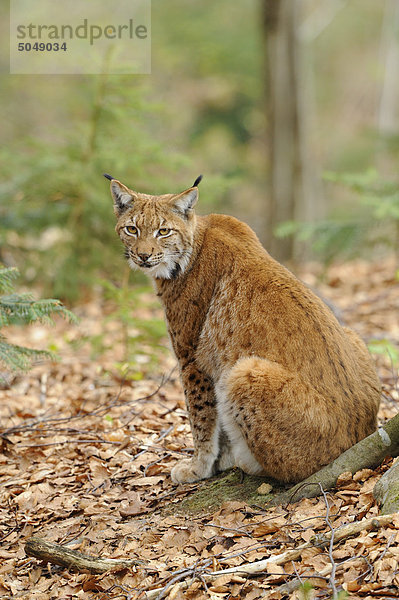 Karpatenluchs (Lynx lynx carpathicus) im Nationalpark Bayerischer Wald  Bayern  Deutschland