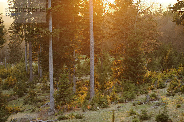 Sonnenuntergang über dem Bayerischen Wald  Bayern  Deutschland