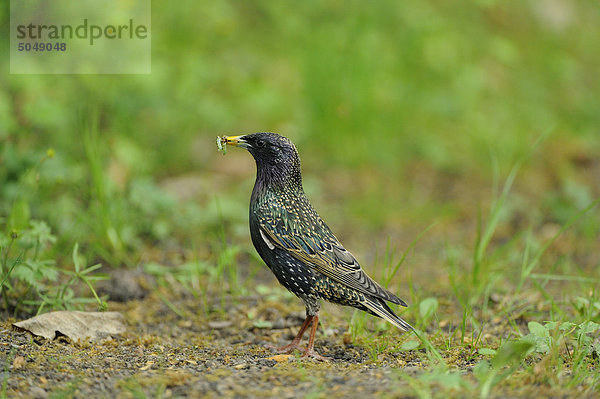 Star (Sturnus vulgaris)  Bayern  Deutschland