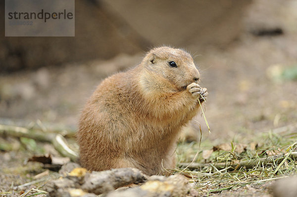 Schwarzschwanz-Präriehund (Cynomys ludovicianus)