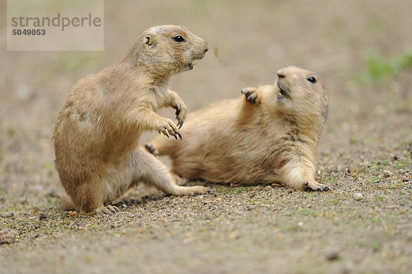 Zwei Schwarzschwanz-Präriehunde (Cynomys ludovicianus)