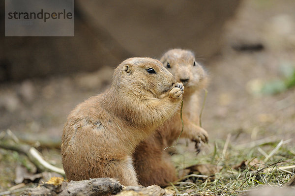 Zwei Schwarzschwanz-Präriehunde (Cynomys ludovicianus)