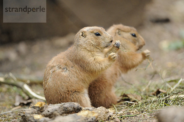 Zwei Schwarzschwanz-Präriehunde (Cynomys ludovicianus)