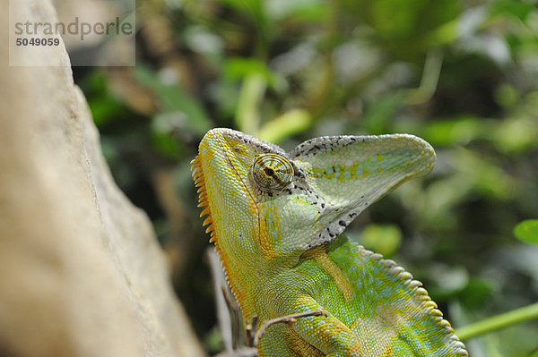 Jemenchamäleon (Chamaeleo calyptratus)